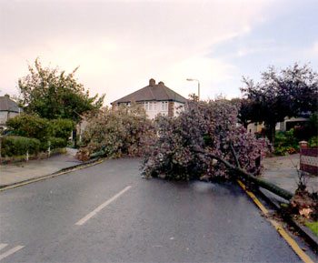The Great Storm, Northumberland Avenue, Welling, 1987