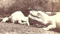 Prehistoric Monsters, Crystal Palace, c. 1854